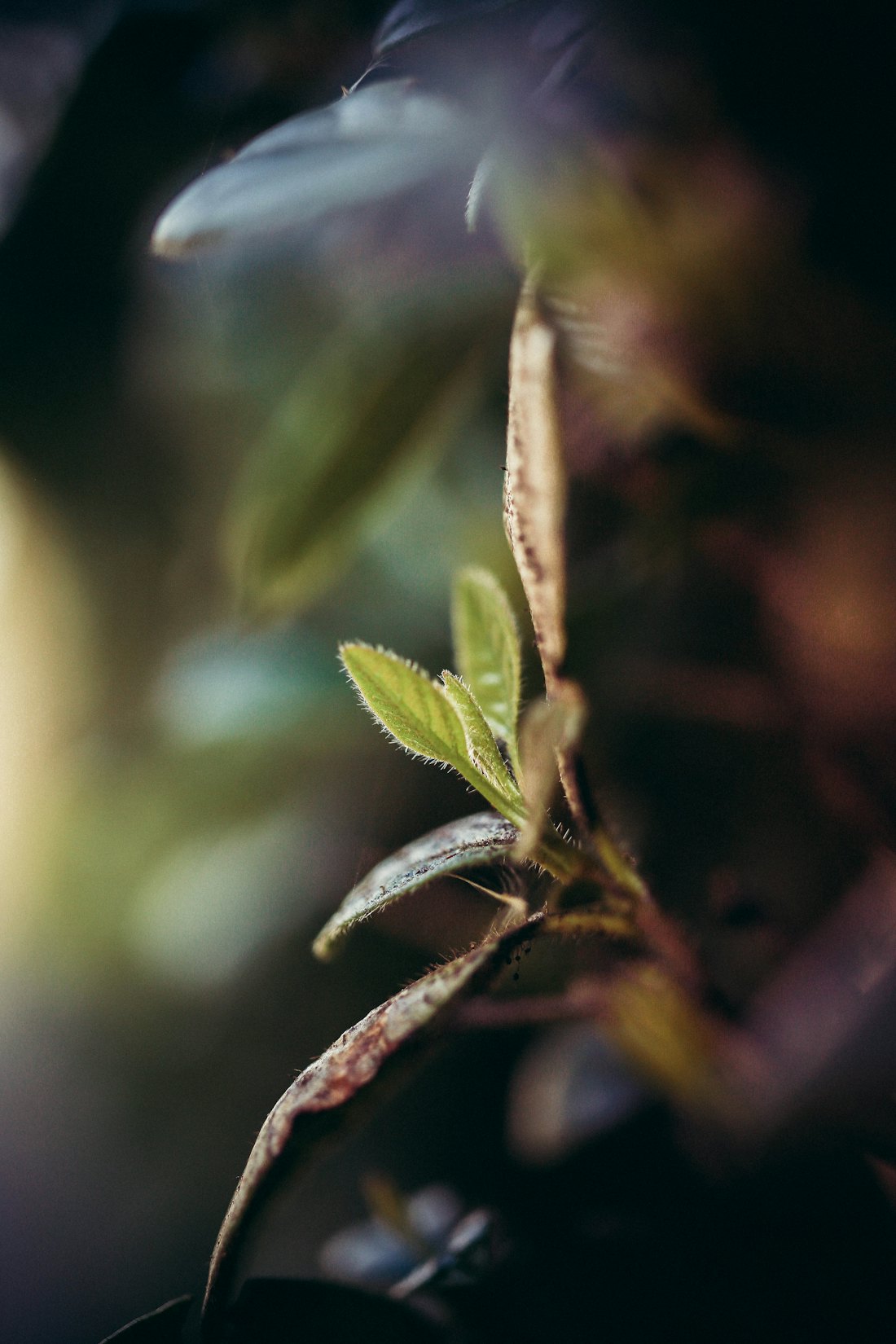 Verdant Studios art direction